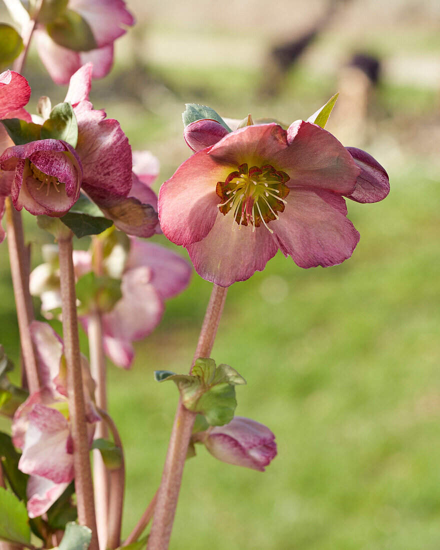 Helleborus Elemental