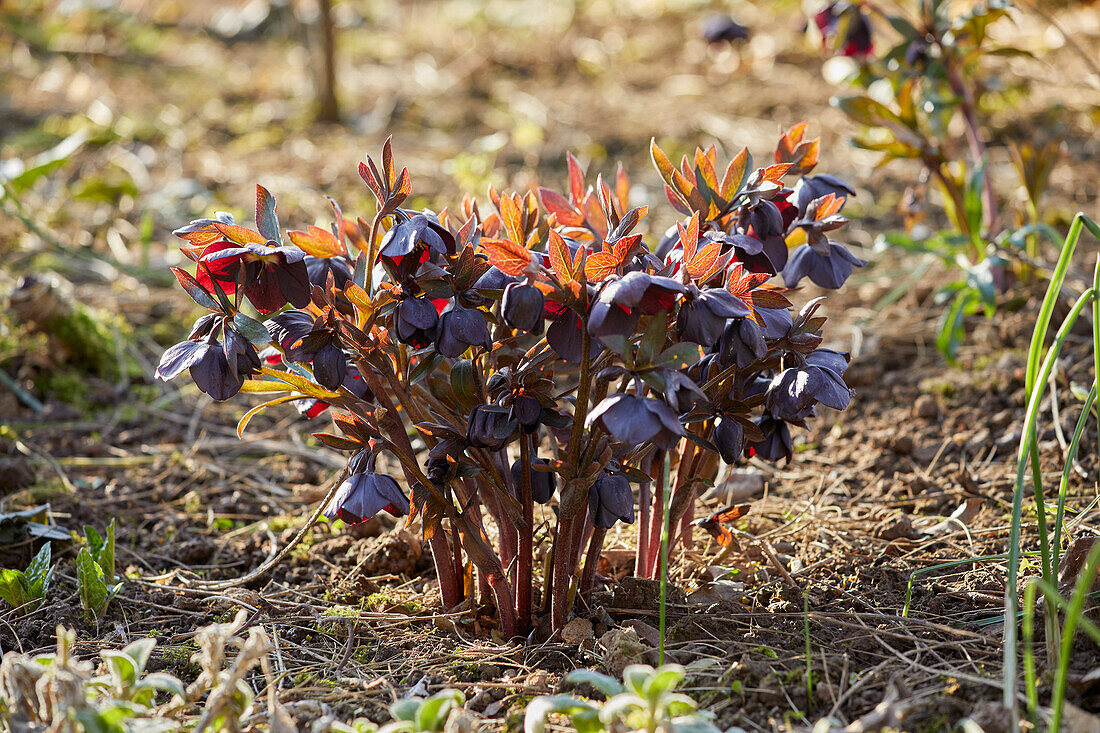 Nieswurz (Helleborus) 'Black'