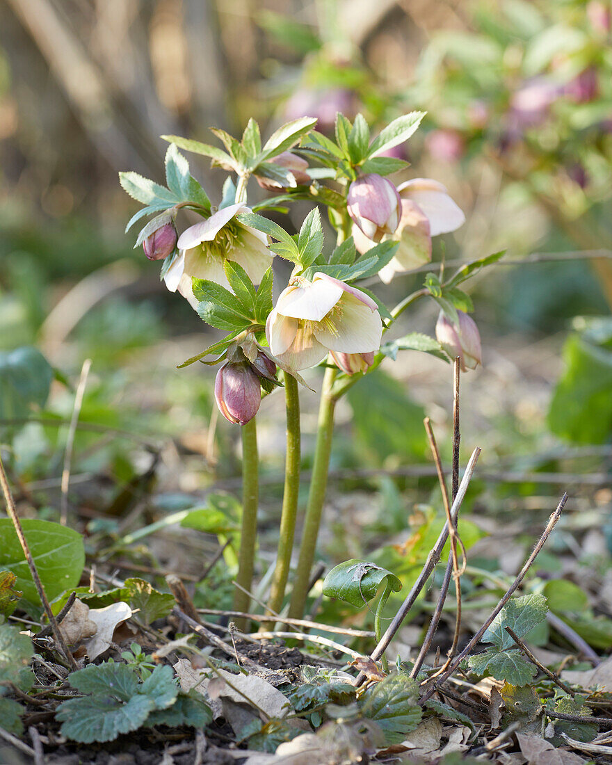 Helleborus