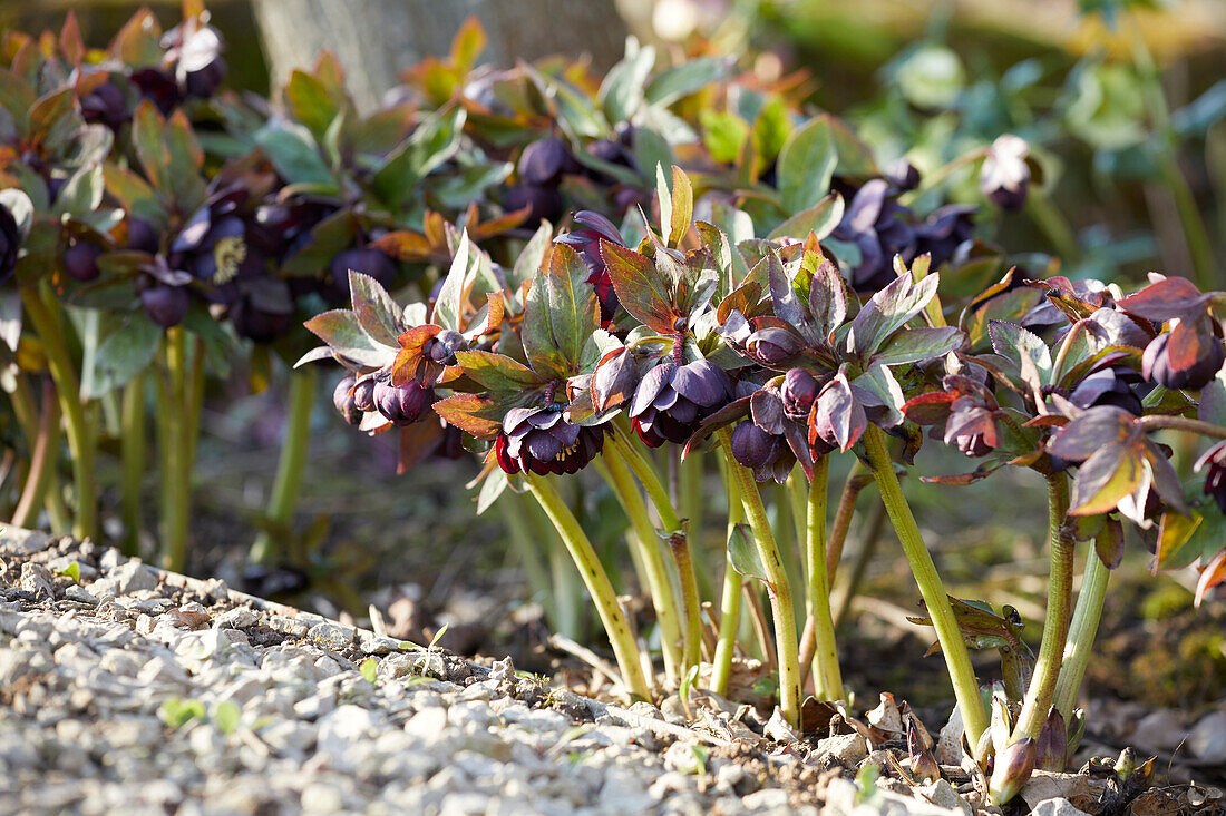 Helleborus black