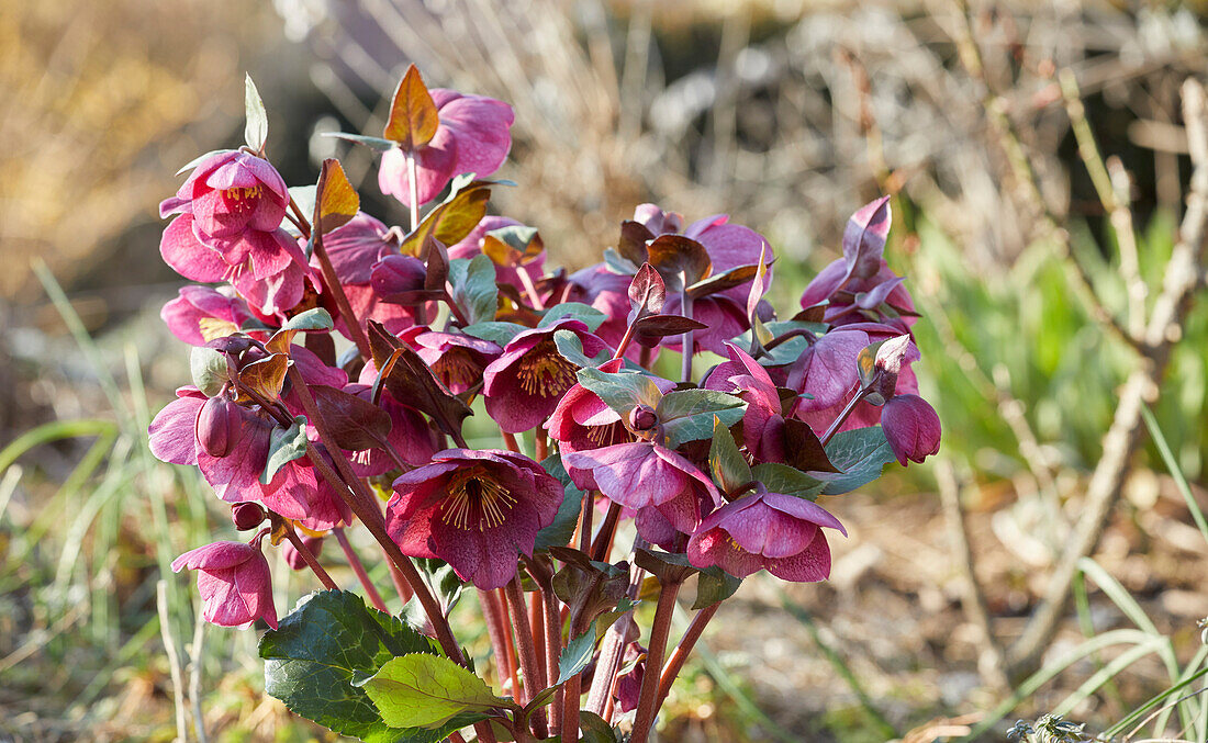 Helleborus Charmer