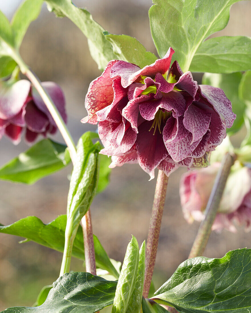 Helleborus orientalis Baroccoco