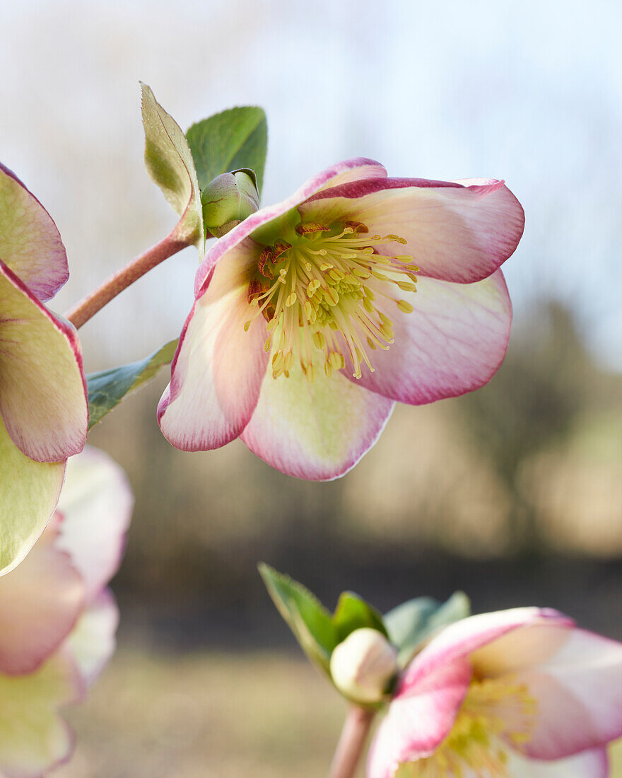 Helleborus Magico