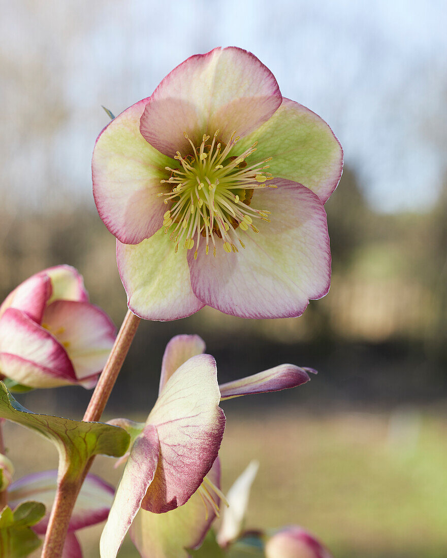 Helleborus Magico