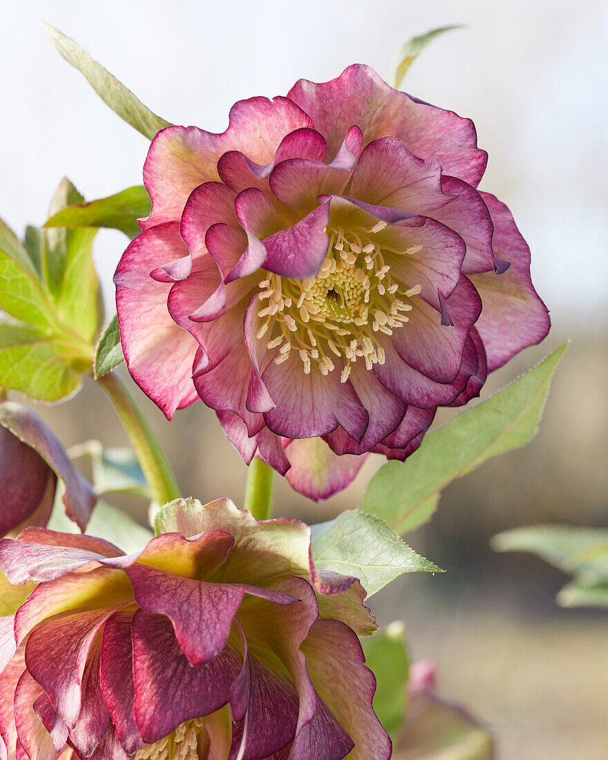 Helleborus orientalis Eva