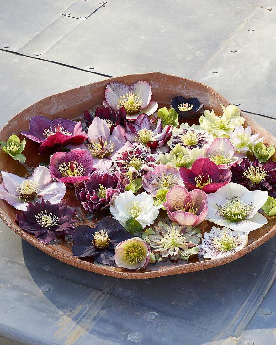 Helleborus flowers in bowl