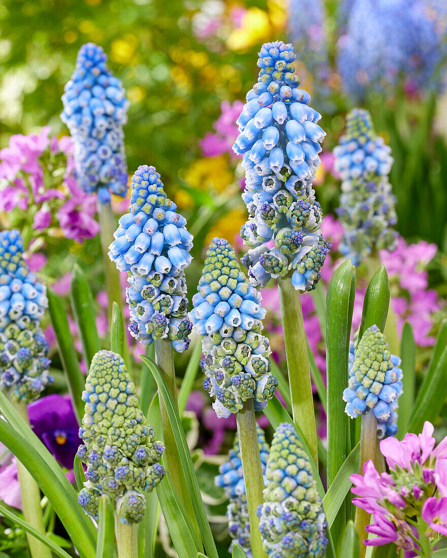 Muscari Woodstock