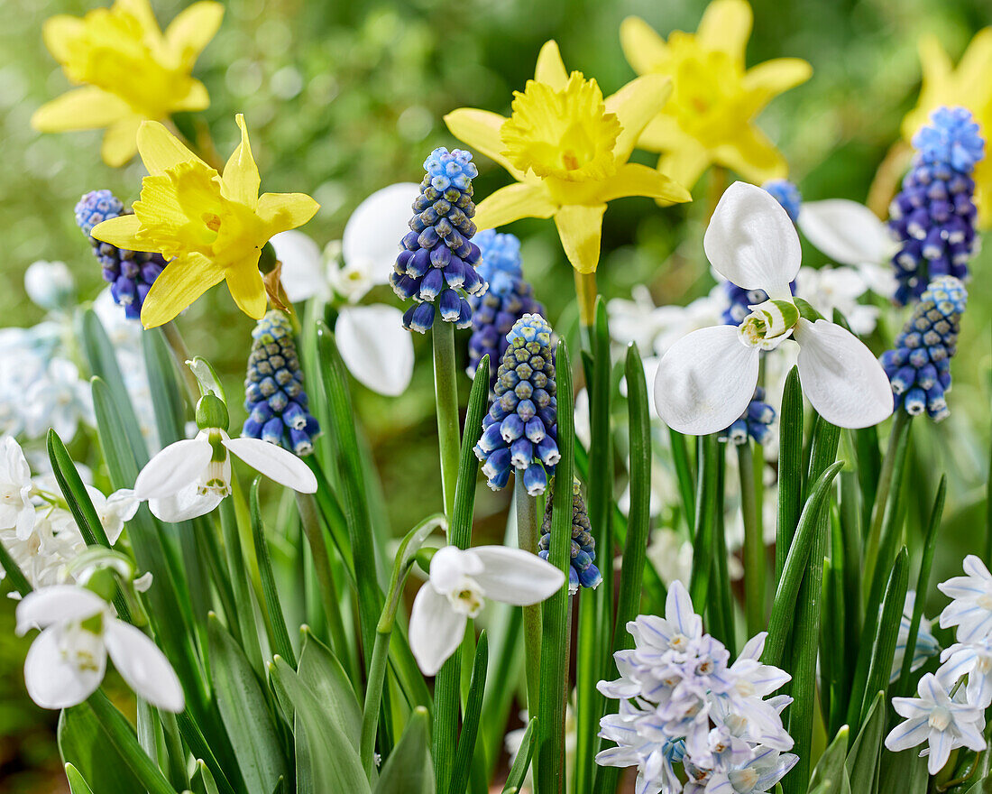 Early spring flower mix