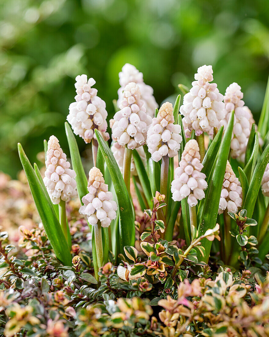 Muscari Pink Sunrise