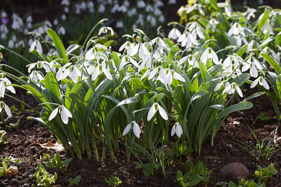 Elwes-Schneeglöckchen (Galanthus elwesii) 'Louise Ann Bromley'