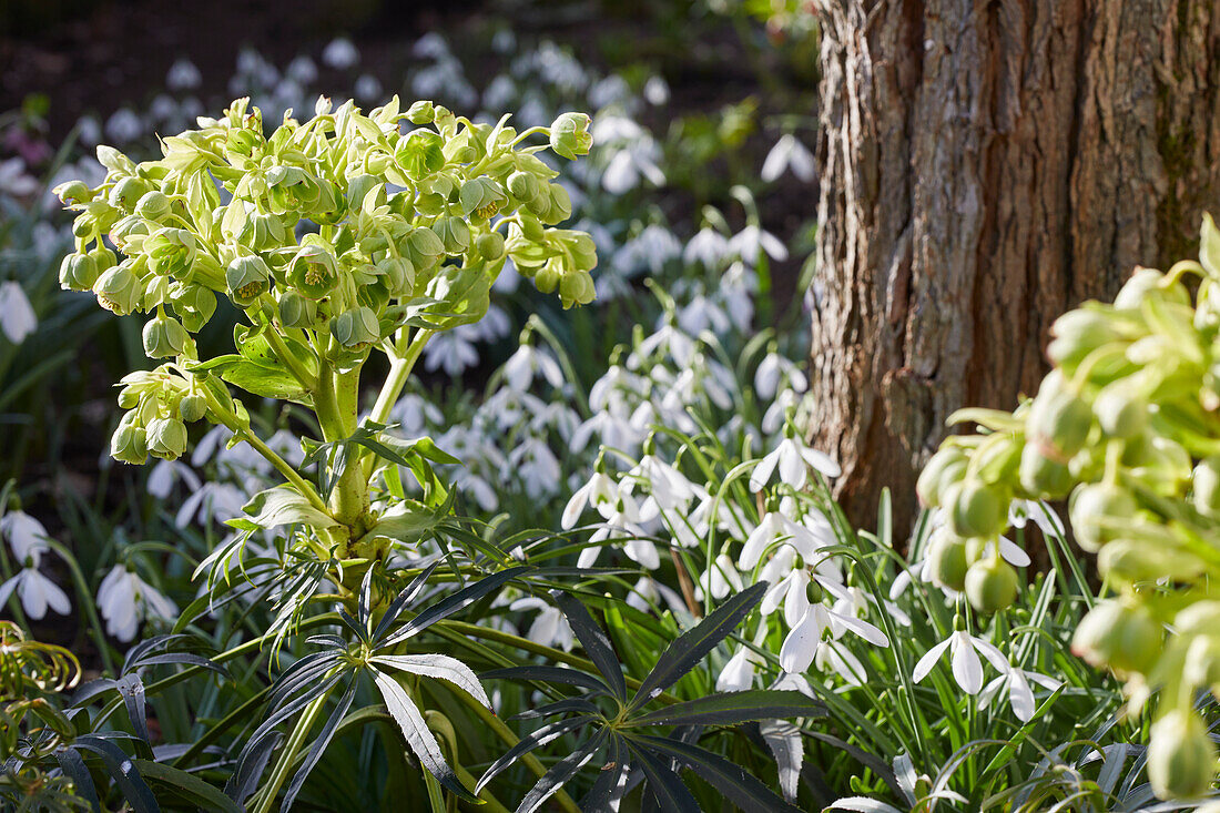 Helleborus foetidus