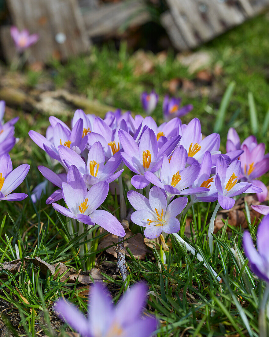 Crocus tommasinianus