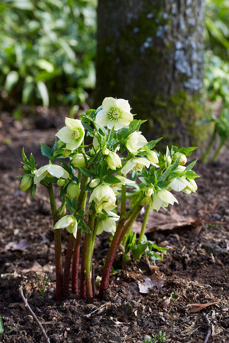 Helleborus orientalis