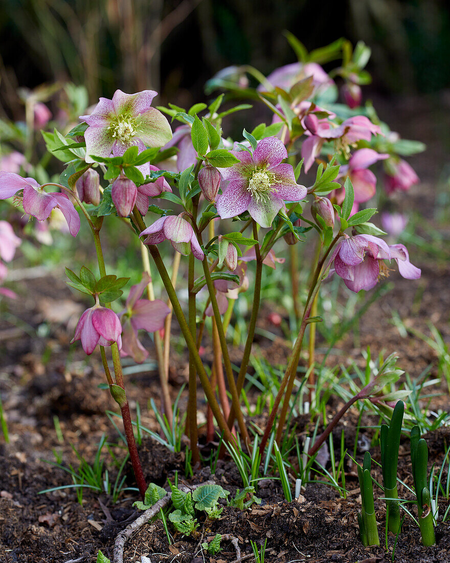 Helleborus orientalis