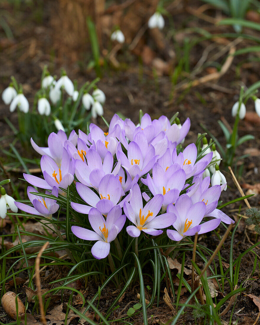 Crocus tommasinianus