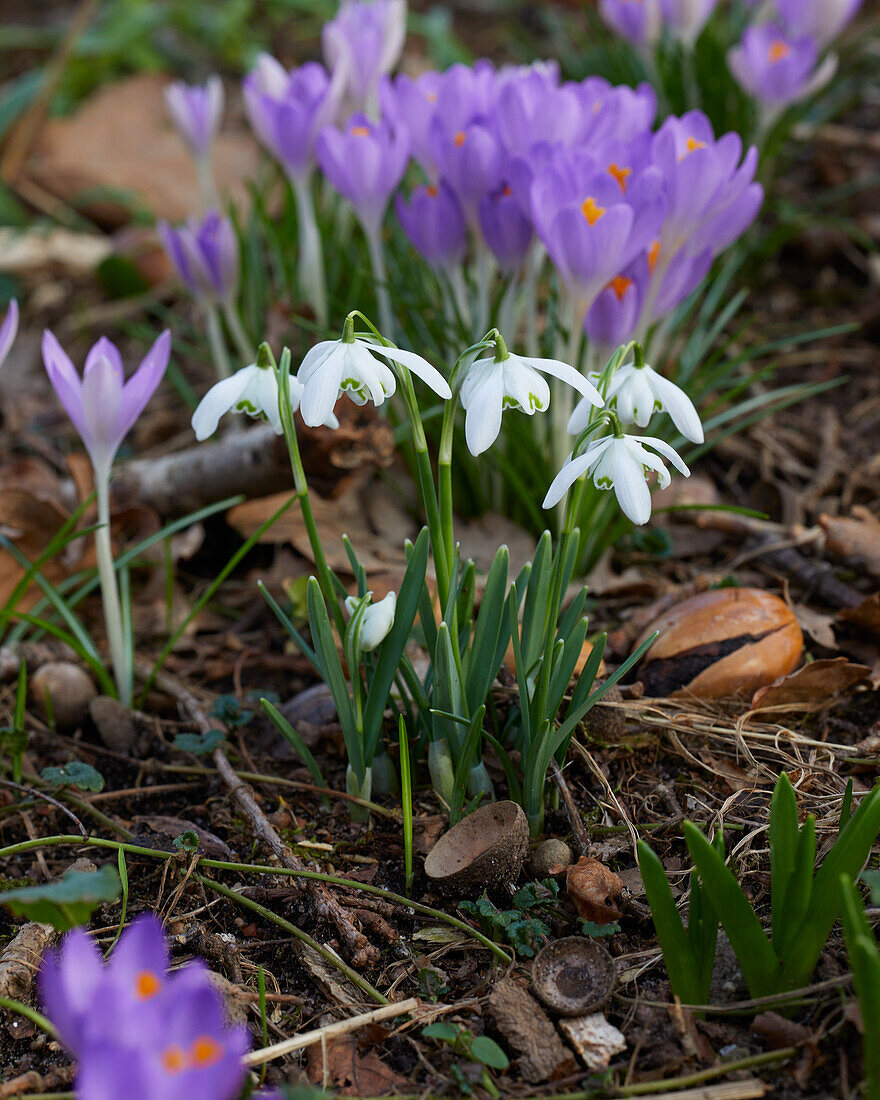 Galanthus nivalis Flore Pleno