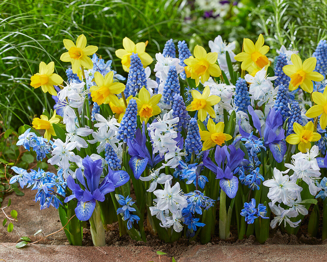 Early spring flower mix blue and yellow