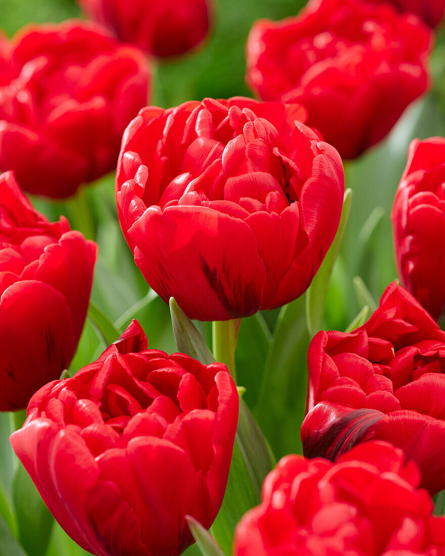 Tulipa Mondiano