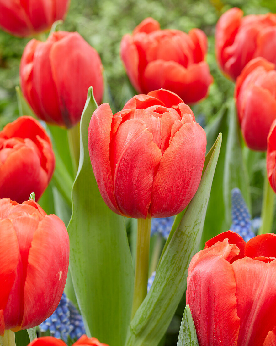 Tulipa Coral Sunset