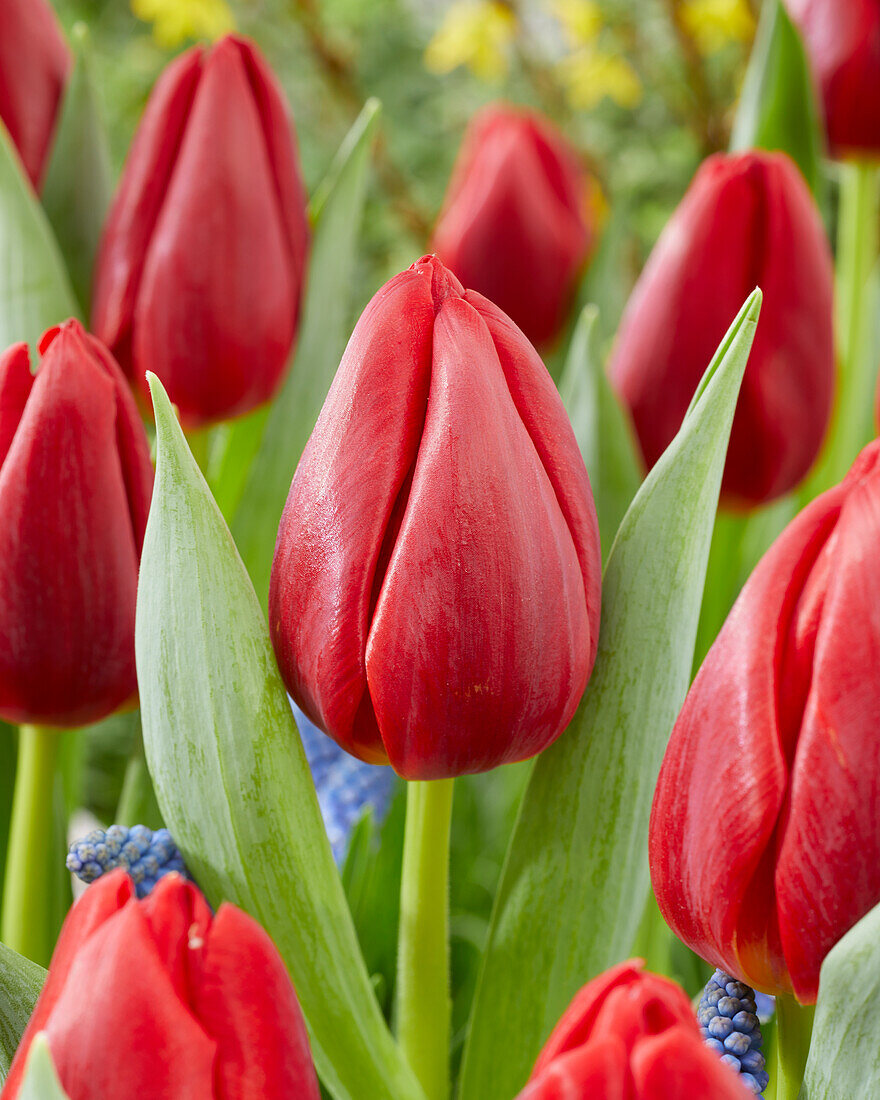 Tulipa Torro