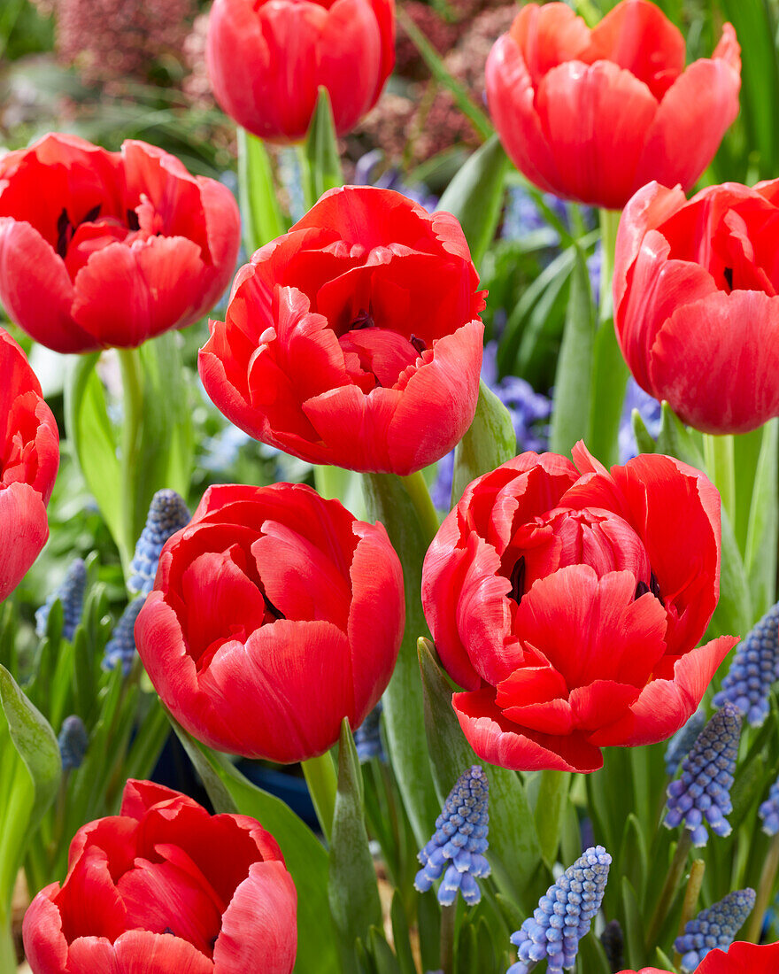 Tulipa Belgravia