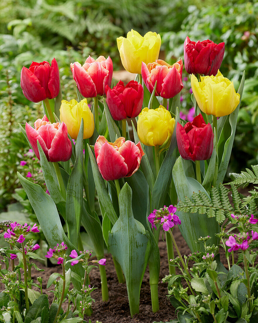 Tulipa Verona mix