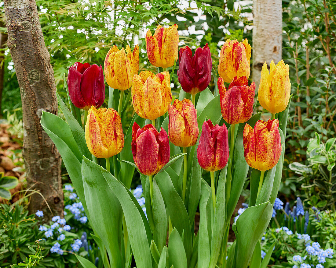 Tulpe (Tulipa) 'Shocking'