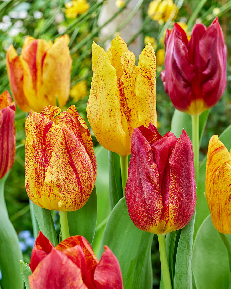 Tulpe (Tulipa) 'Shocking'