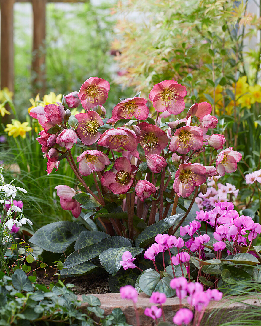 Helleborus Elemental