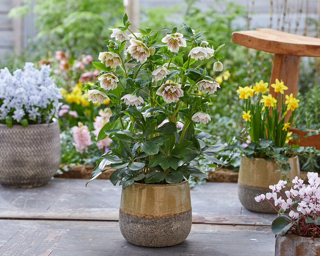 Helleborus Cinderella