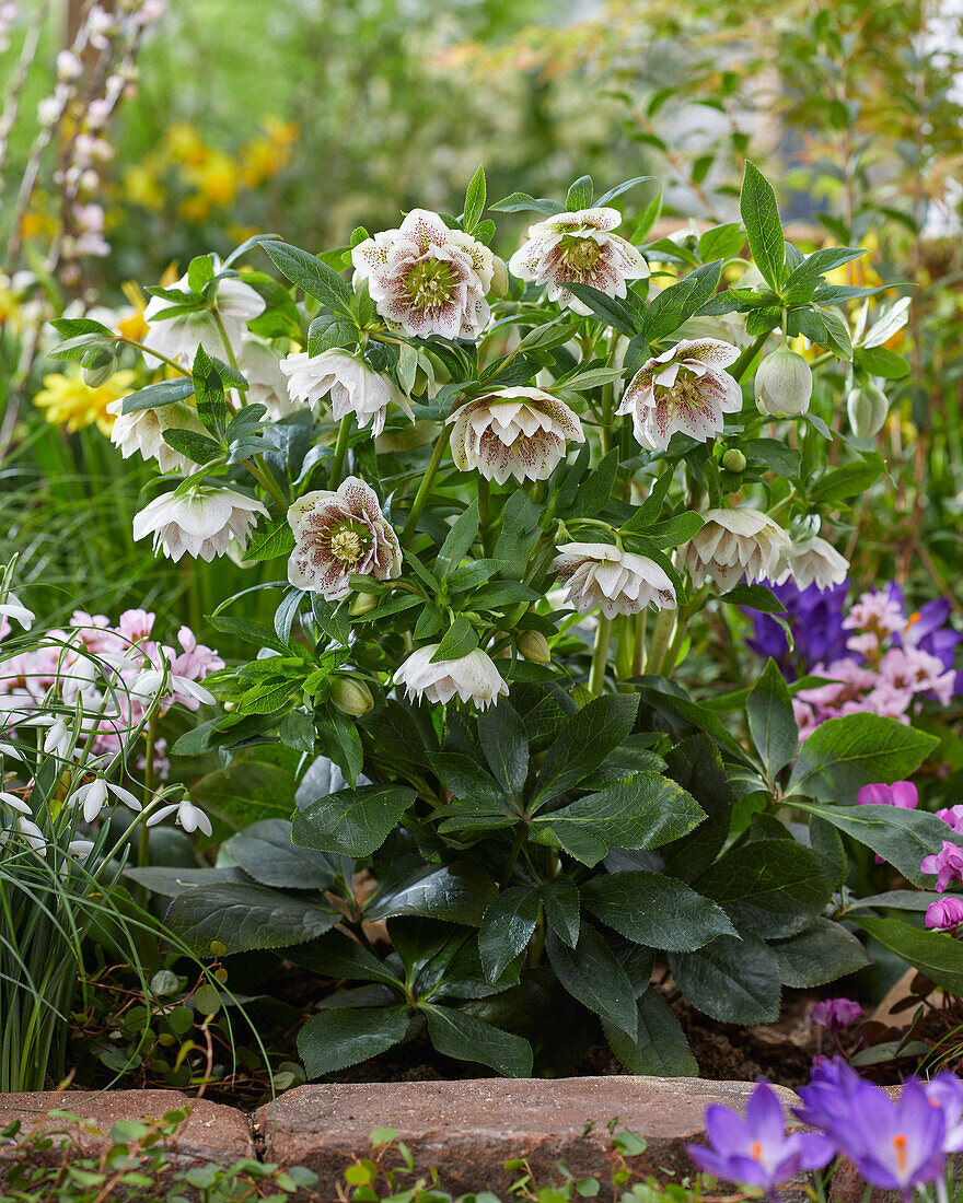 Helleborus Cinderella