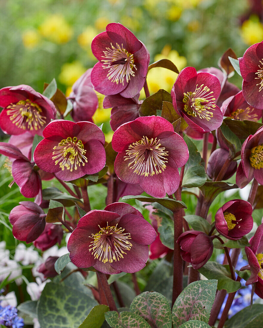 Helleborus Vibey Velvet