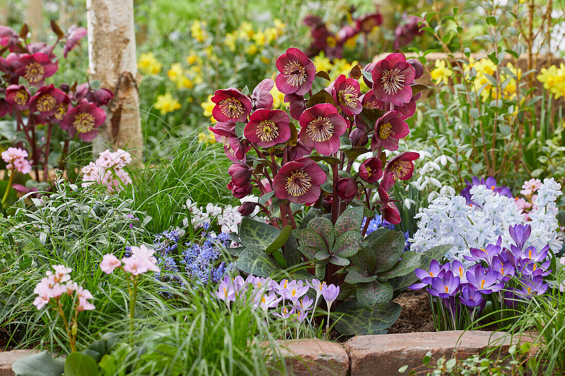 Helleborus Vibey Velvet