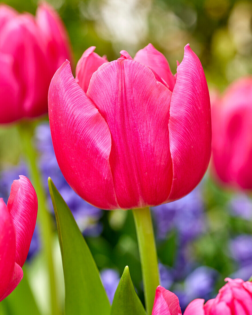 Tulipa Queen Jewel