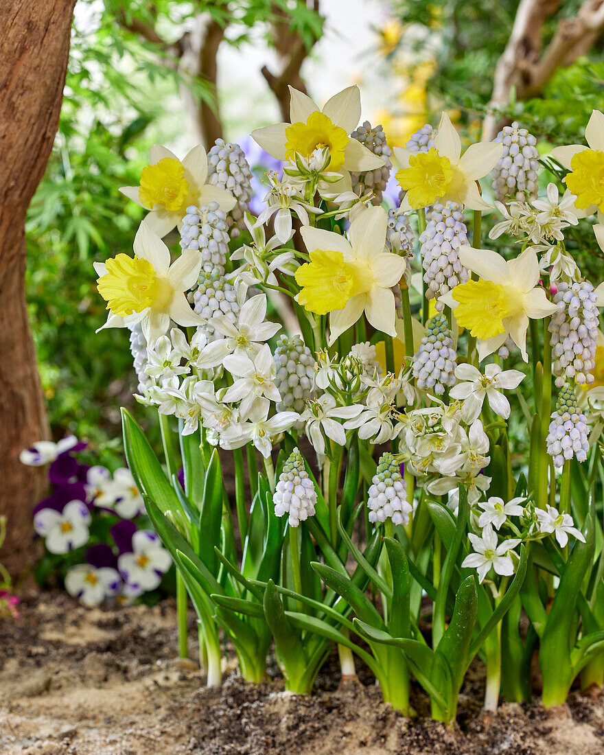 Spring flowers mixed