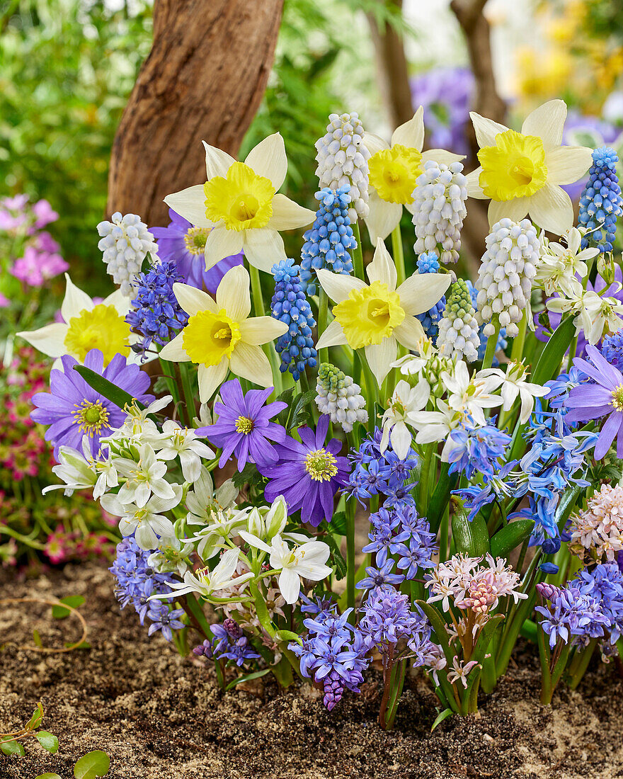 Spring flowers mixed