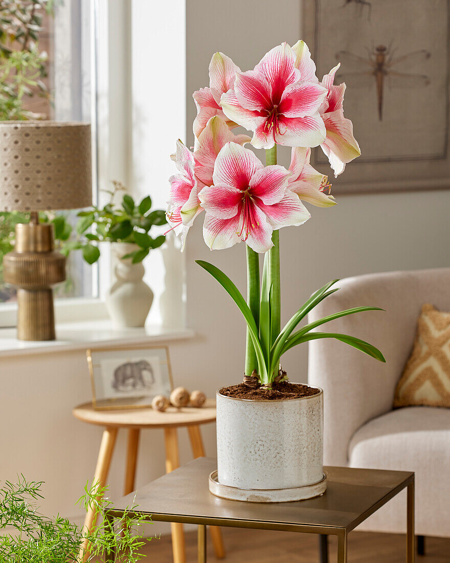 Hippeastrum Pink Beauty