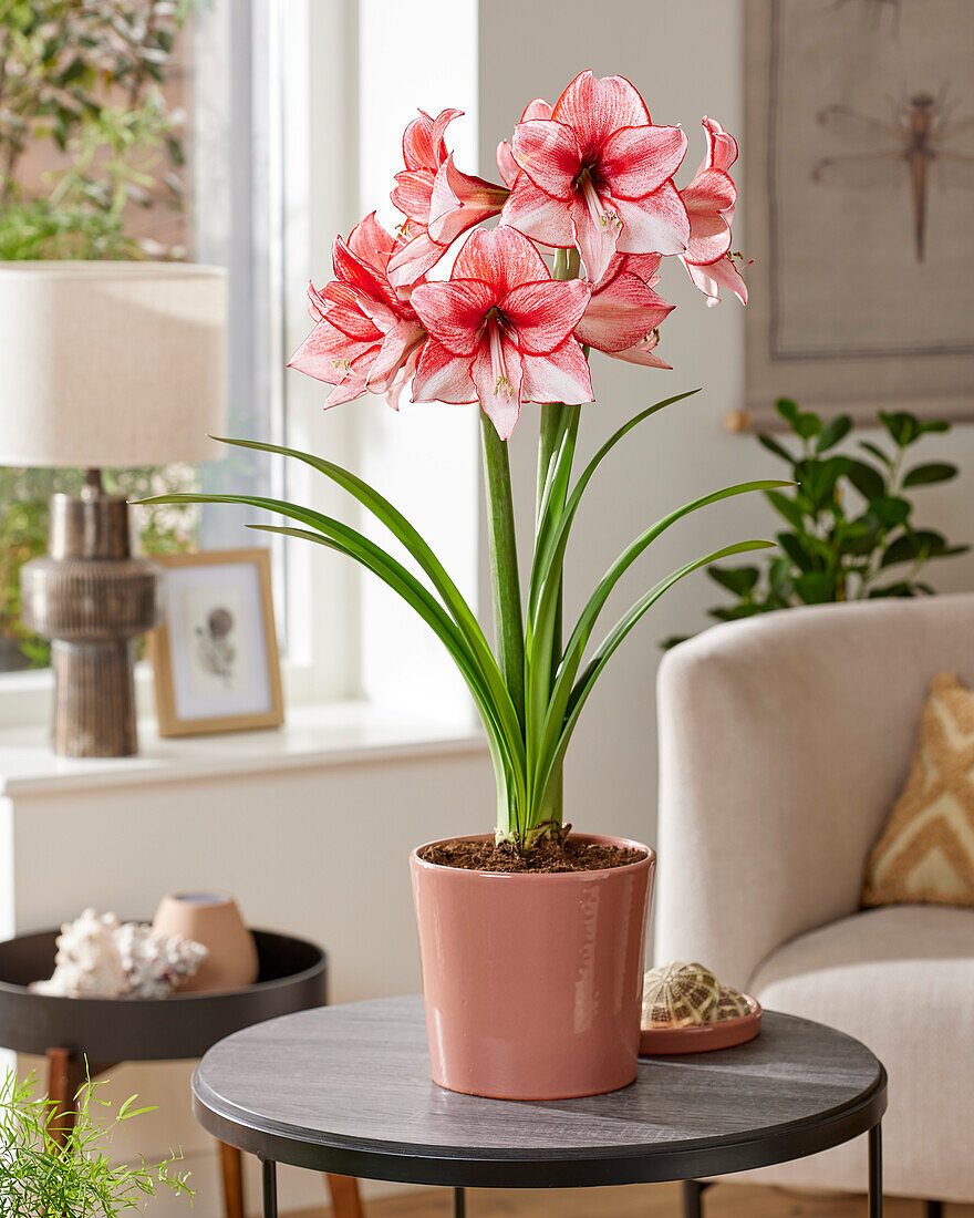 Hippeastrum Charisma