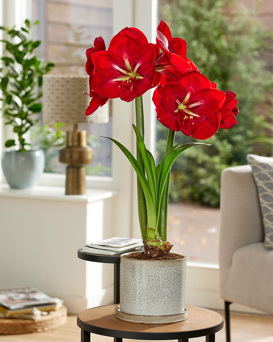 Hippeastrum Happy Grandise