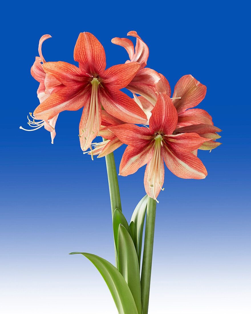 Hippeastrum Pink Amazone