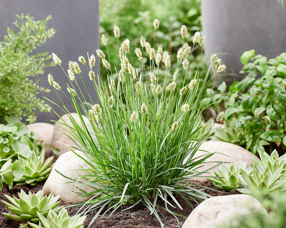 Sesleria Blue Porcupine