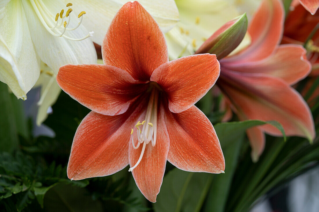 Hippeastrum Terra Mystica