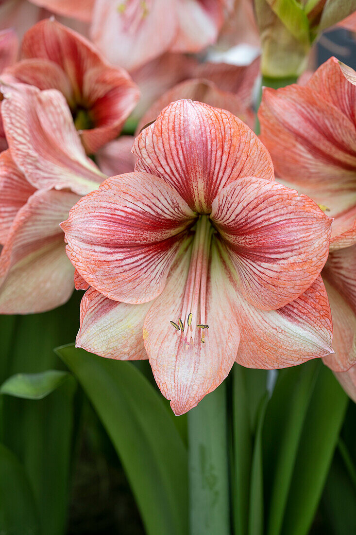 Hippeastrum Provence