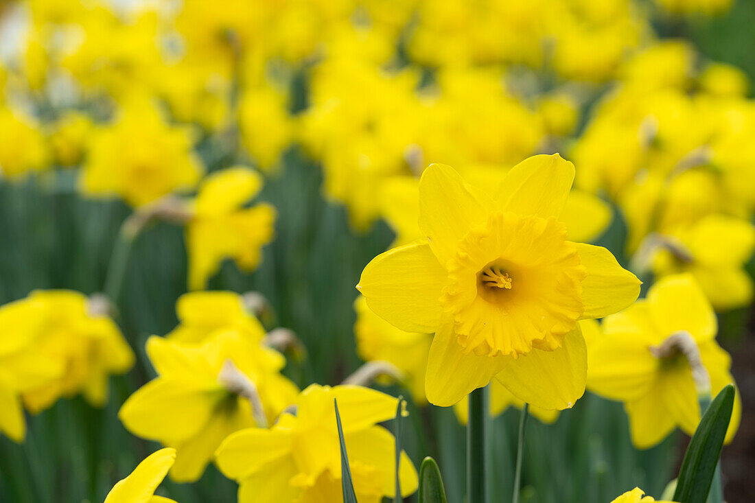 Narcissus Golden Torch