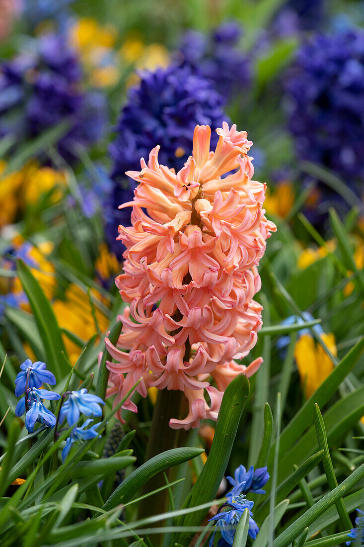 Hyacinthus Bestseller