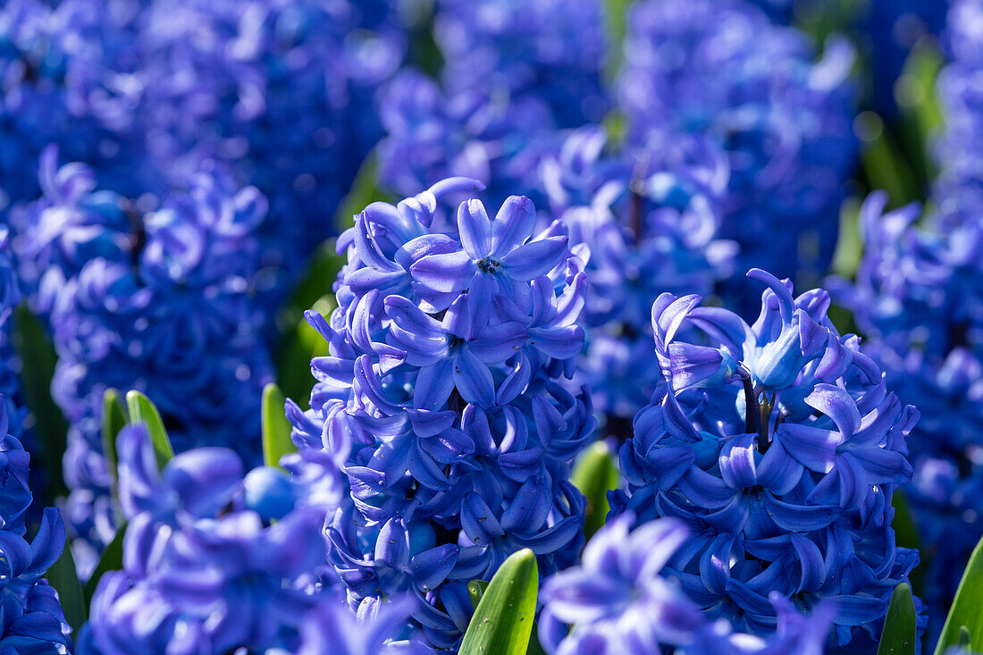 Hyacinthus Aqua