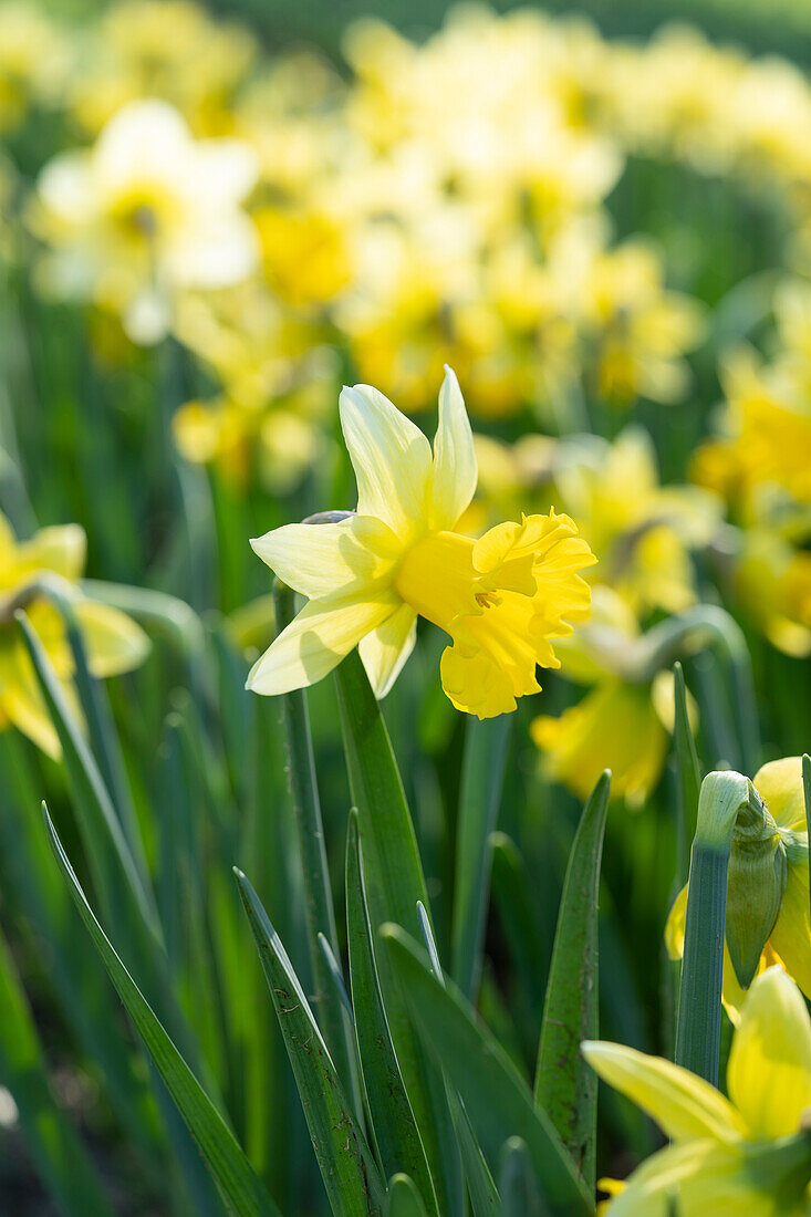 Narcissus Wisley