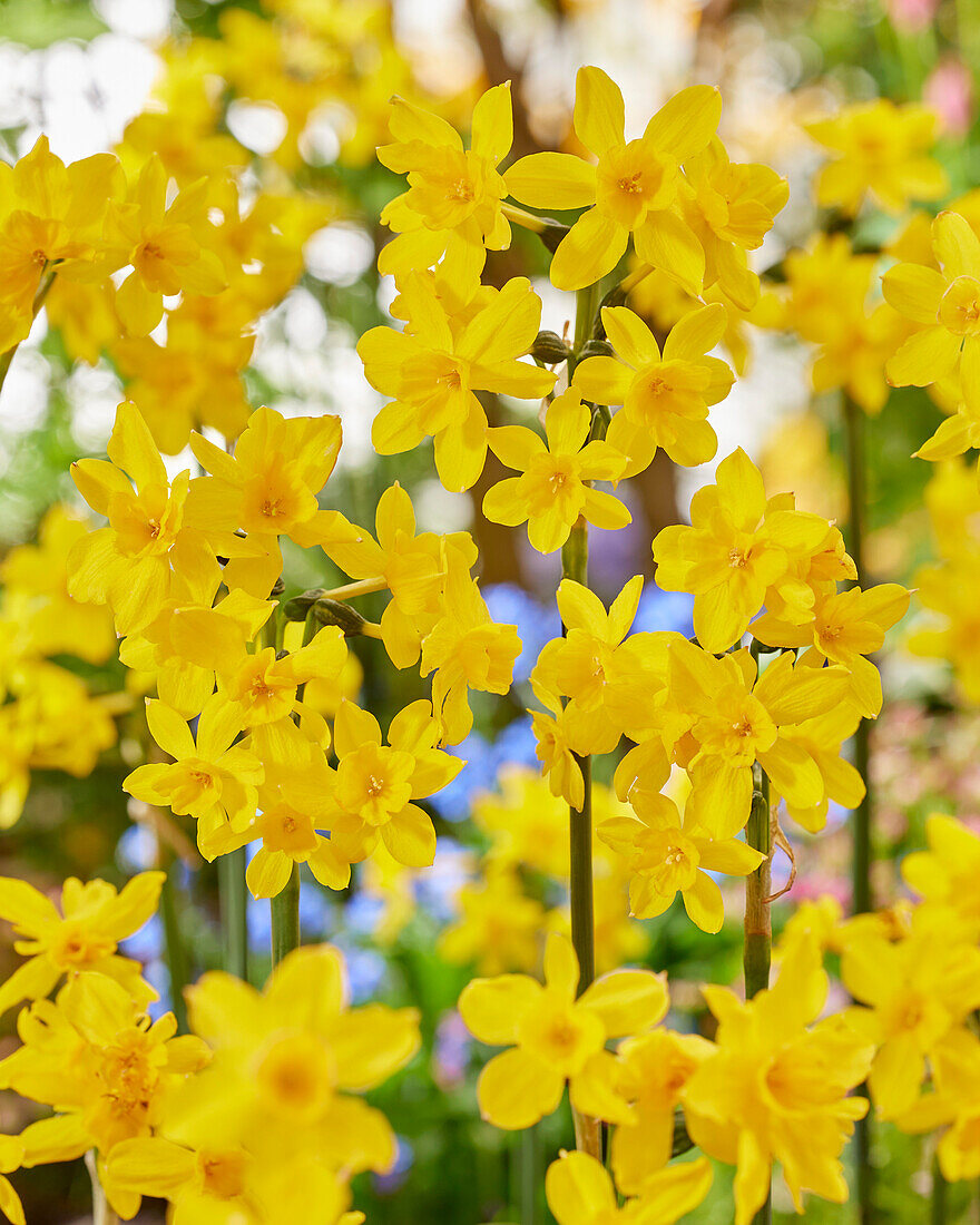 Narcissus Diego