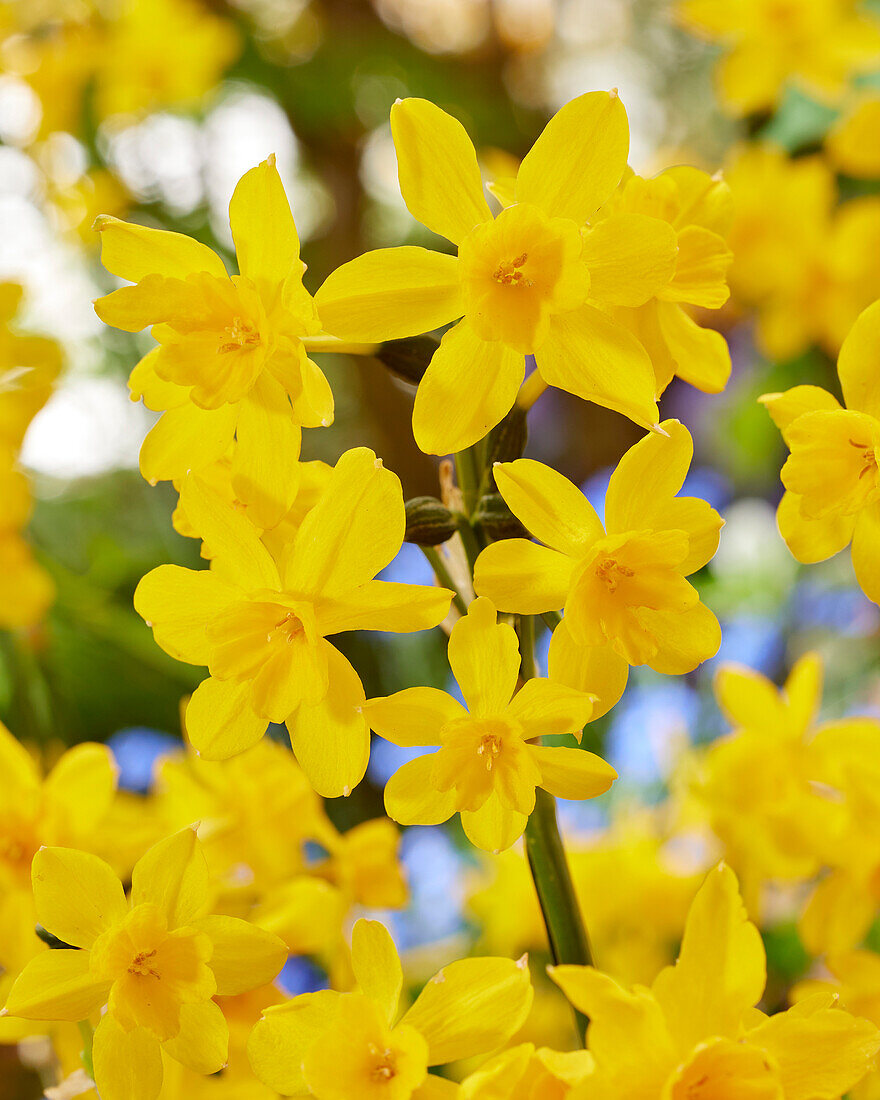 Narcissus Diego