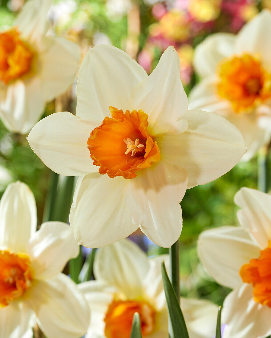 Narcissus Flower Record